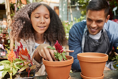 Buy stock photo Couple, planting flowers and working in garden together for plant agriculture, spring growth or nature sustainability in greenhouse. Latino woman, man smile and happy in outdoor zen floral nursery 