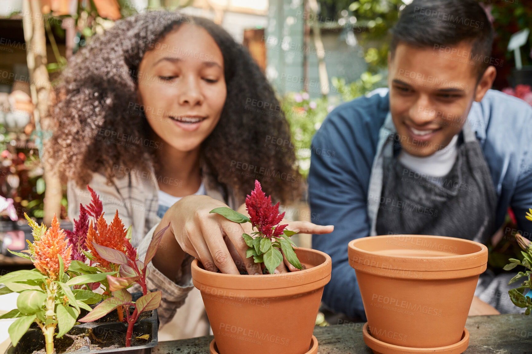 Buy stock photo Couple, planting flowers and working in garden together for plant agriculture, spring growth or nature sustainability in greenhouse. Latino woman, man smile and happy in outdoor zen floral nursery 