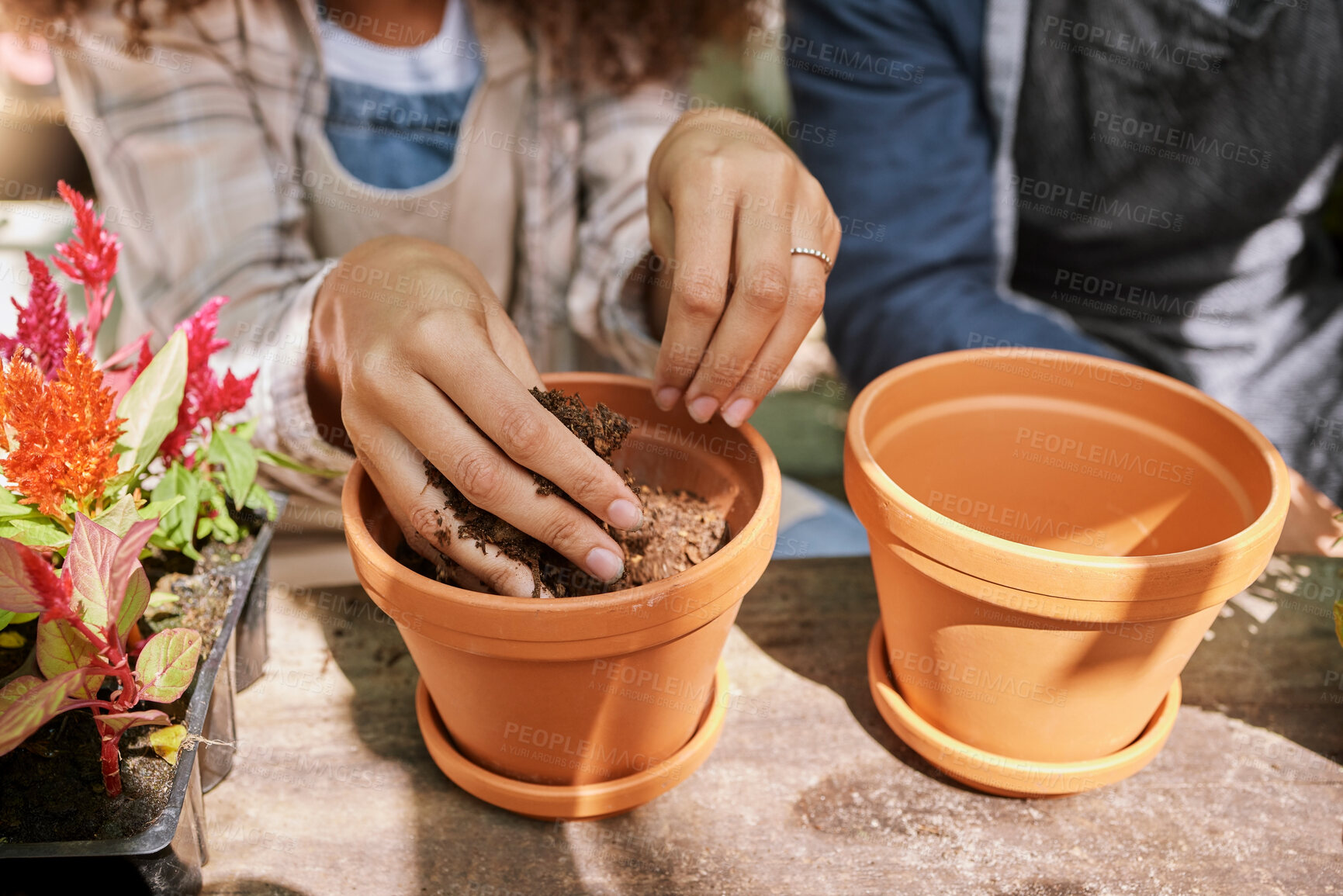 Buy stock photo Woman hands, pot plant and planting in garden, sustainability and growth for small business nursery. Gardening shop worker, hand in soil and plants in greenhouse for eco friendly agro florist startup