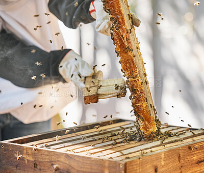 Buy stock photo Farmer hands, beekeeper brush or honey box harvesting on sustainability agriculture land, countryside farm or healthy food location. Zoom, insect bees or honeycomb broom for collecting syrup product