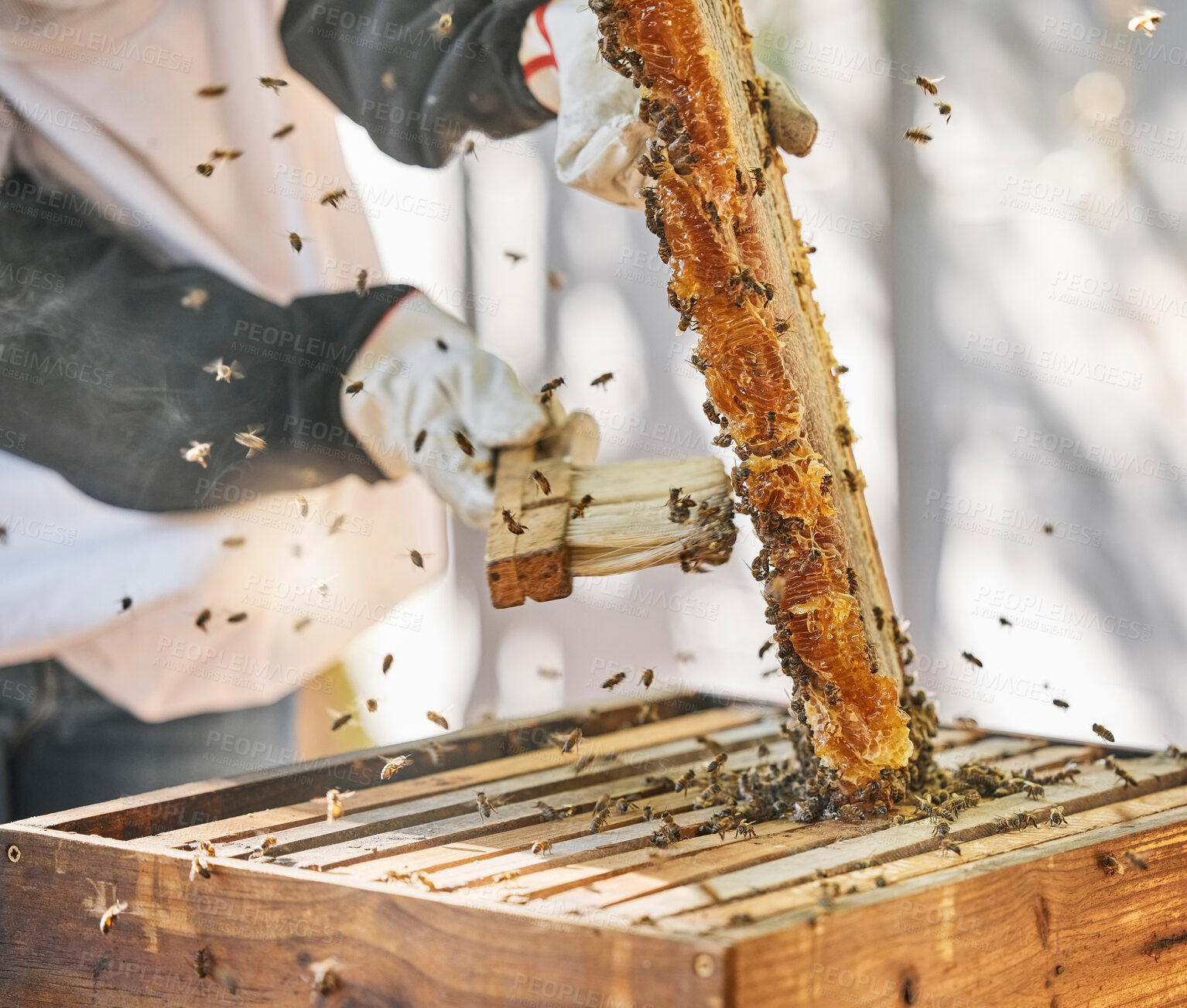 Buy stock photo Farmer hands, beekeeper brush or honey box harvesting on sustainability agriculture land, countryside farm or healthy food location. Zoom, insect bees or honeycomb broom for collecting syrup product