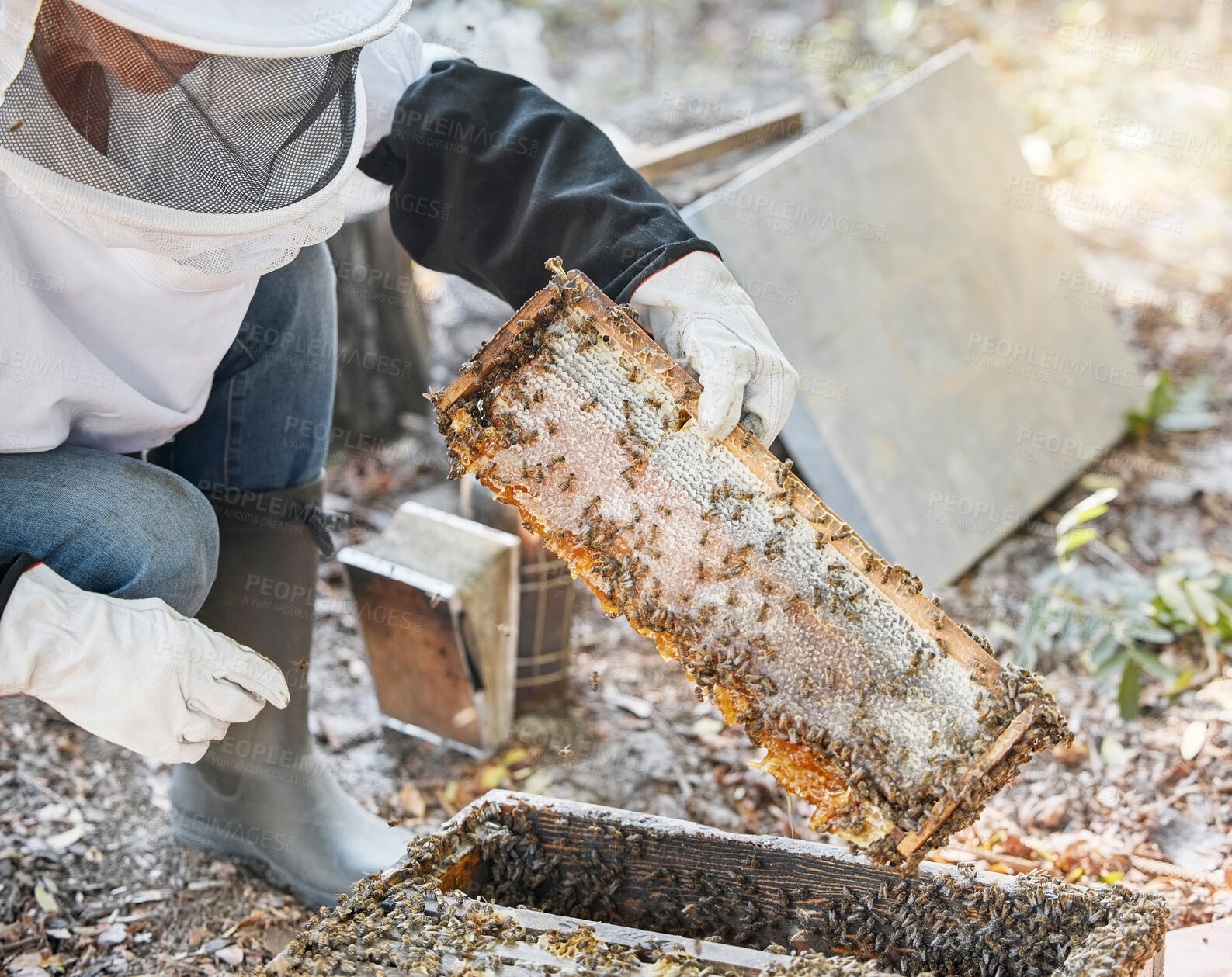 Buy stock photo Woman, beekeeper hands or wooden frame check on agriculture farm, sustainability environment or honey farming field. Worker, farmer or insect honeycomb production for healthcare or food export sales