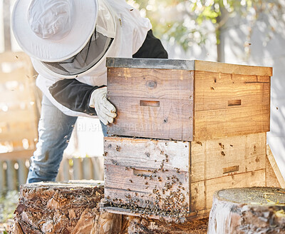 Buy stock photo Bees, honey farming and beekeeper with crate, box and beehive for production, inspection process and environment. Beekeeping, insects and honeycomb container for harvest, sustainability and ecology 