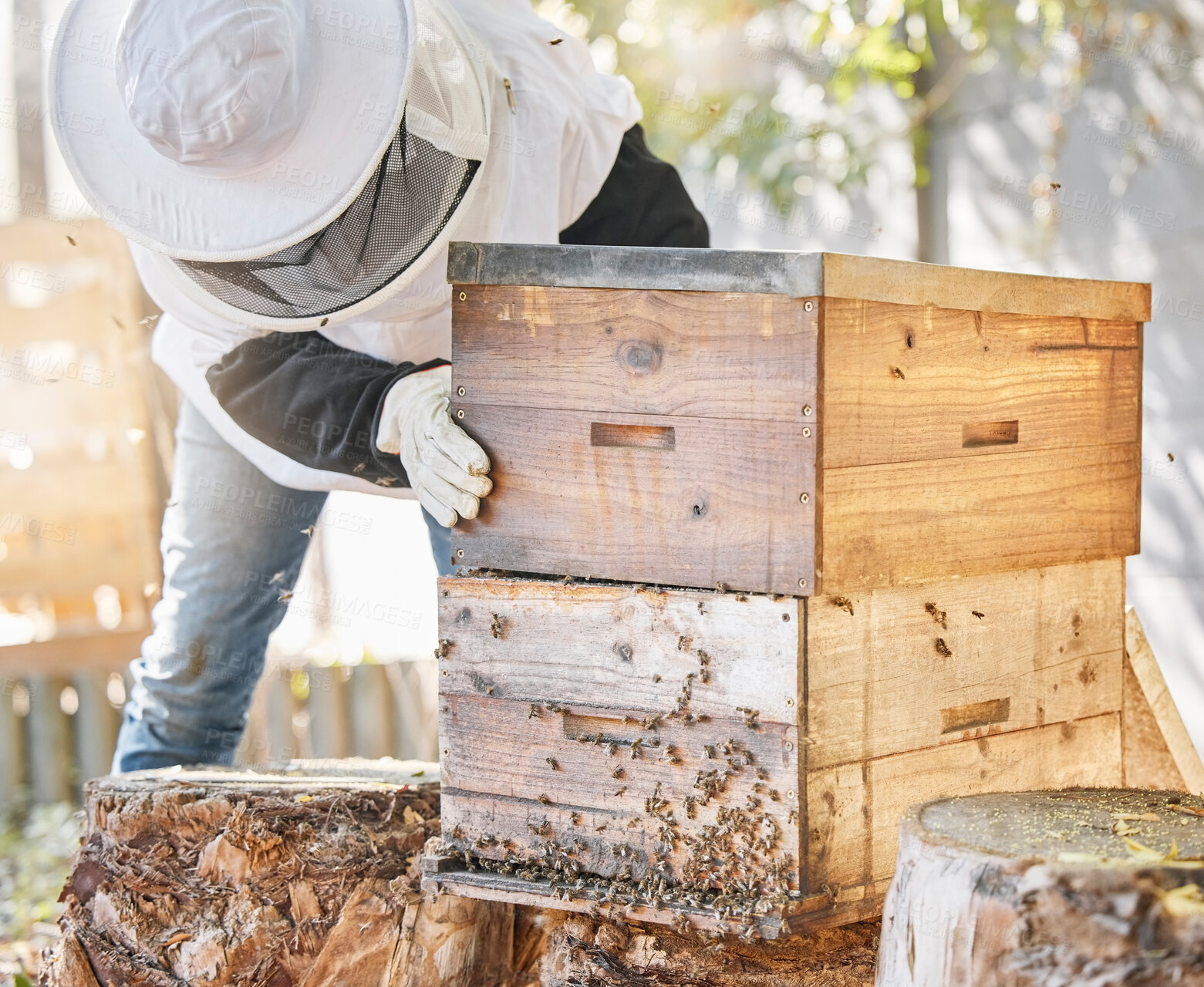 Buy stock photo Bees, honey farming and beekeeper with crate, box and beehive for production, inspection process and environment. Beekeeping, insects and honeycomb container for harvest, sustainability and ecology 