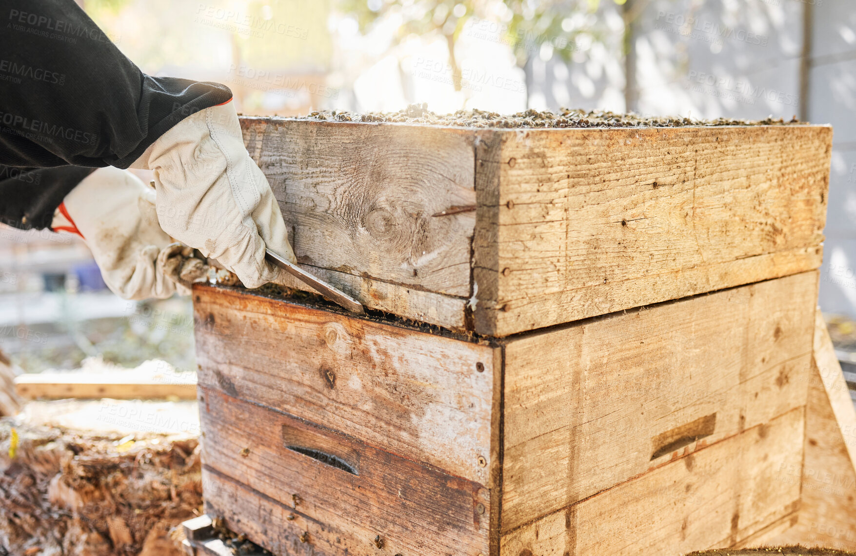 Buy stock photo Beekeeping, start and hands of a person with box for sustainability, agriculture and production of honey on farm. Nature, ecology and beekeeper farming honeycomb for sustainable and natural food