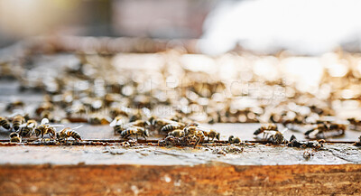 Buy stock photo Farm, honey and agriculture with a bee colony outdoor in the countryside for natural farming or beekeeping. Nature, background and sustainability with bees outside in their habitat or environment