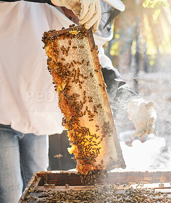 Buy stock photo Bees, nature and hands with honey for beekeeping hobby, sustainable farming and organic food products. Hive production, agriculture and beekeeper in safety suit harvesting natural and fresh honeycomb