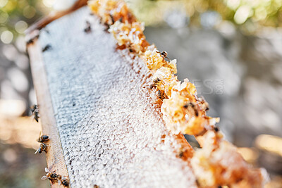 Buy stock photo Wooden frame, bees or honeycomb texture on agriculture farm, countryside environment or sustainability nature in healthy food industry. Zoom, texture or insects and wax product or organic sweet syrup