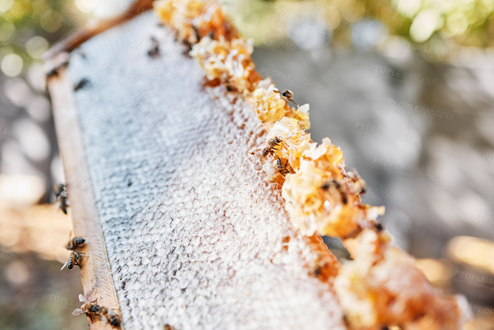 Buy stock photo Wooden frame, bees or honeycomb texture on agriculture farm, countryside environment or sustainability nature in healthy food industry. Zoom, texture or insects and wax product or organic sweet syrup