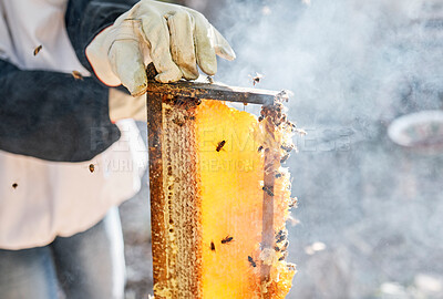 Buy stock photo Beekeeper, hands and person with honeycomb frame at farm outdoors. Beekeeping, smoke and owner, employee or worker getting ready to harvest natural, healthy and organic honey, propolis or beeswax.