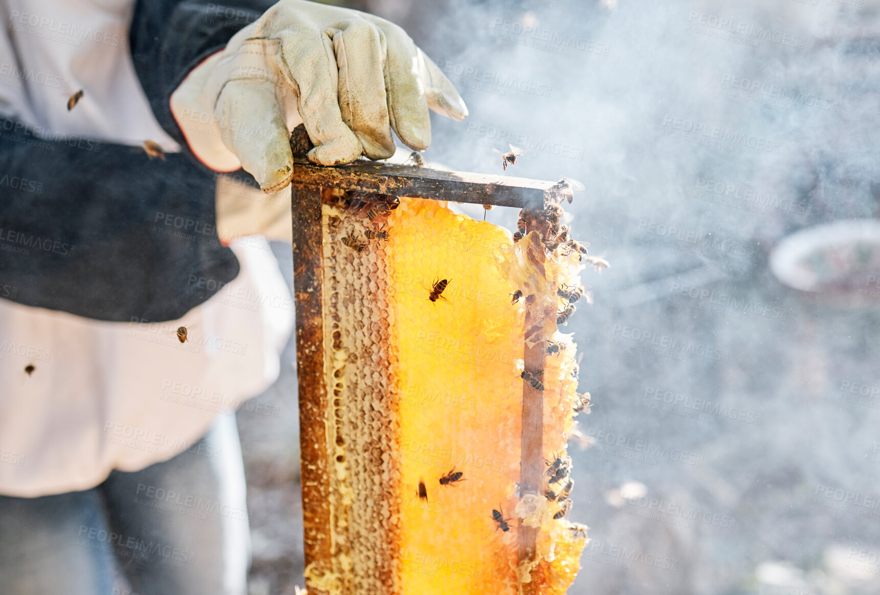 Buy stock photo Beekeeper, hands and person with honeycomb frame at farm outdoors. Beekeeping, smoke and owner, employee or worker getting ready to harvest natural, healthy and organic honey, propolis or beeswax.