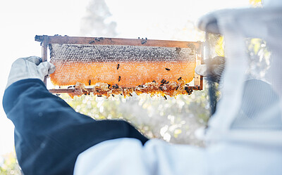 Buy stock photo Bees, beekeeper and honey nutrition on farm for eco friendly, honeycomb industry and farmer working in countryside. Beekeeping, raw organic wax and natural sustainability farming or harvest process