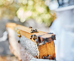 Frame, beehive and bees for outdoor apiculture, farming and honey production in countryside in summer. Insect nest, honeycomb and beeswax with beekeeper in blurred background at farm in Los Angeles