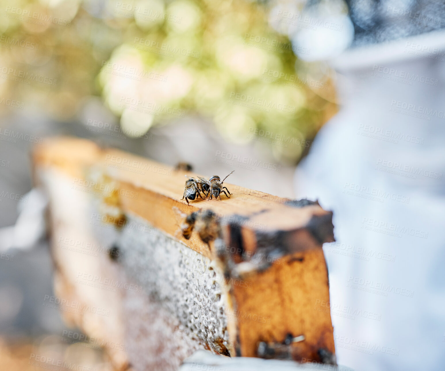 Buy stock photo Frame, beehive and bees for outdoor apiculture, farming and honey production in countryside in summer. Insect nest, honeycomb and beeswax with beekeeper in blurred background at farm in Los Angeles