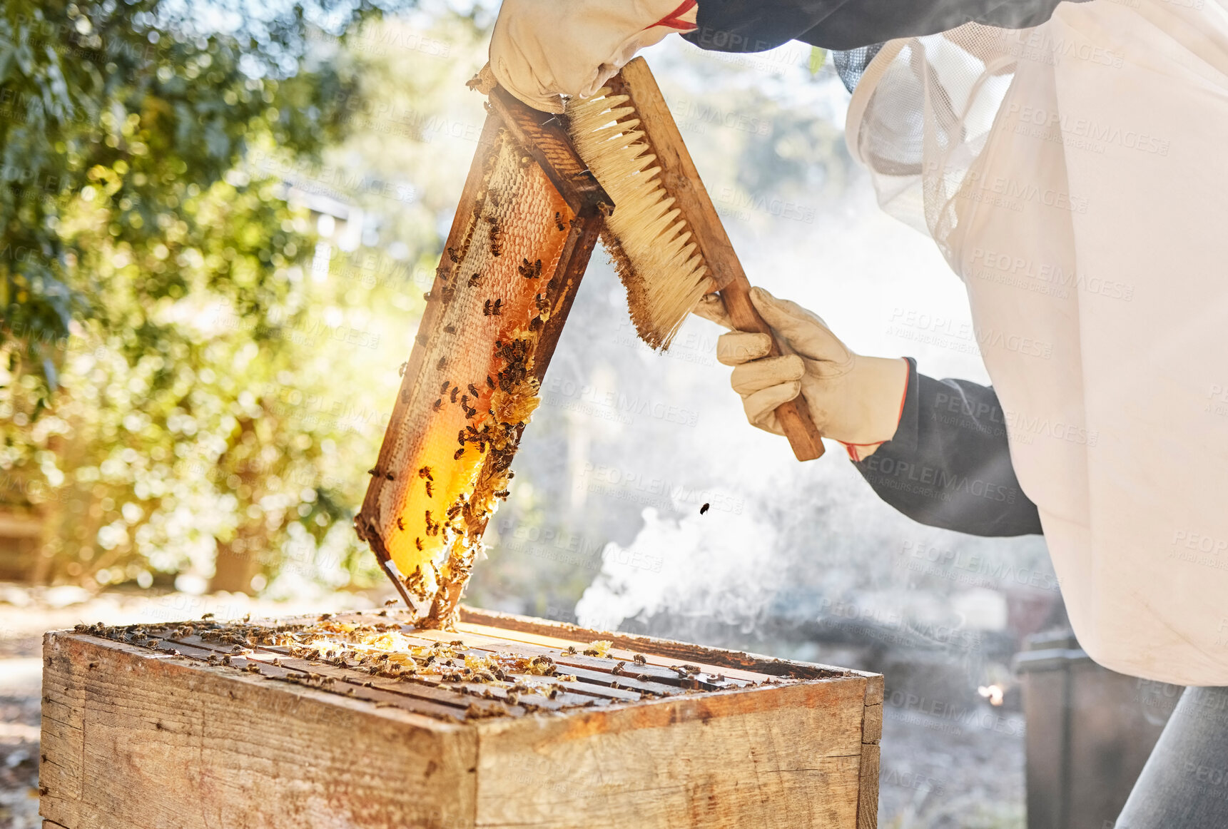 Buy stock photo Honey, production and beekeeper with brush and honeycomb wood frame while working on bee farm for sustainability, food and  farming process. Hand of farmer cleaning box for maintenance of bees 