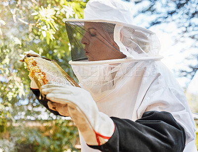 Buy stock photo Beekeeping, honey and agriculture with a woman farmer working outdoor in the countryside for natural product. Frame, farm and sustainability with a senior female beekeeper at work during spring