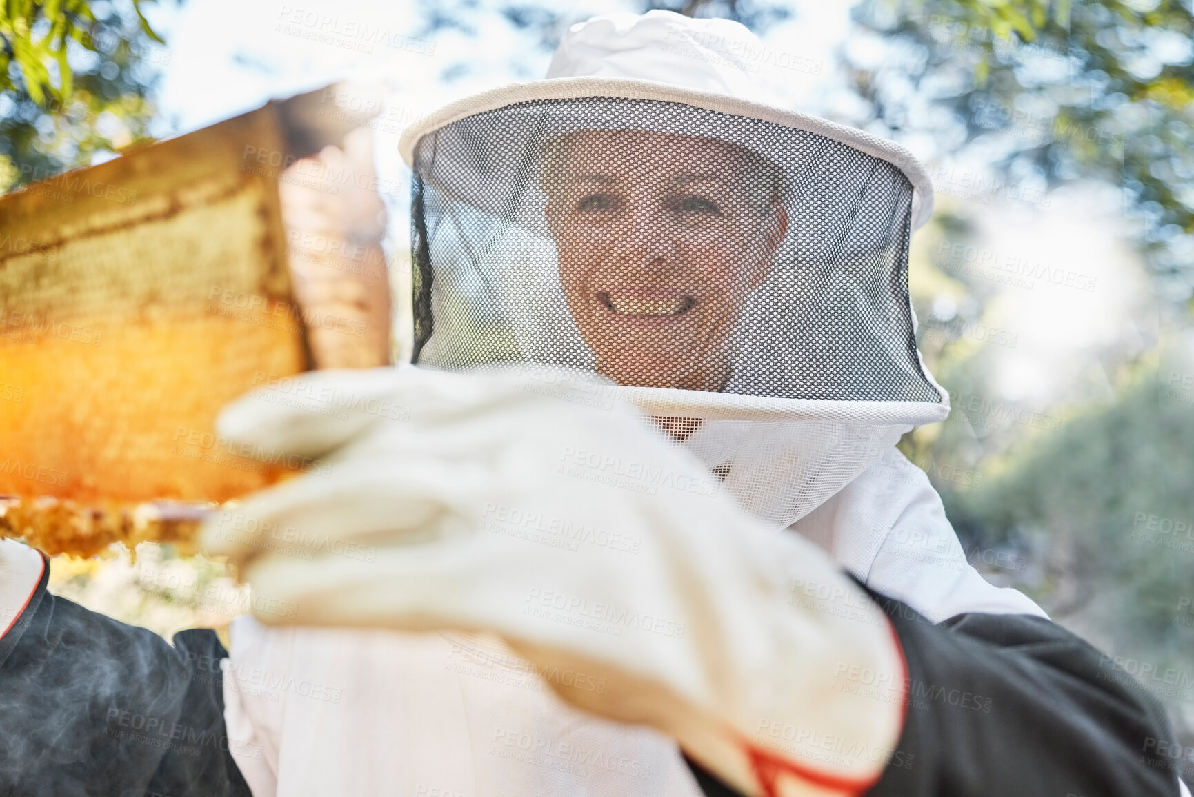 Buy stock photo Beekeeping, farm and woman beekeeper in the honey production industry working on sustainable field. Eco friendly, farming and female farmer busy with natural bee honeycomb process in agro environment