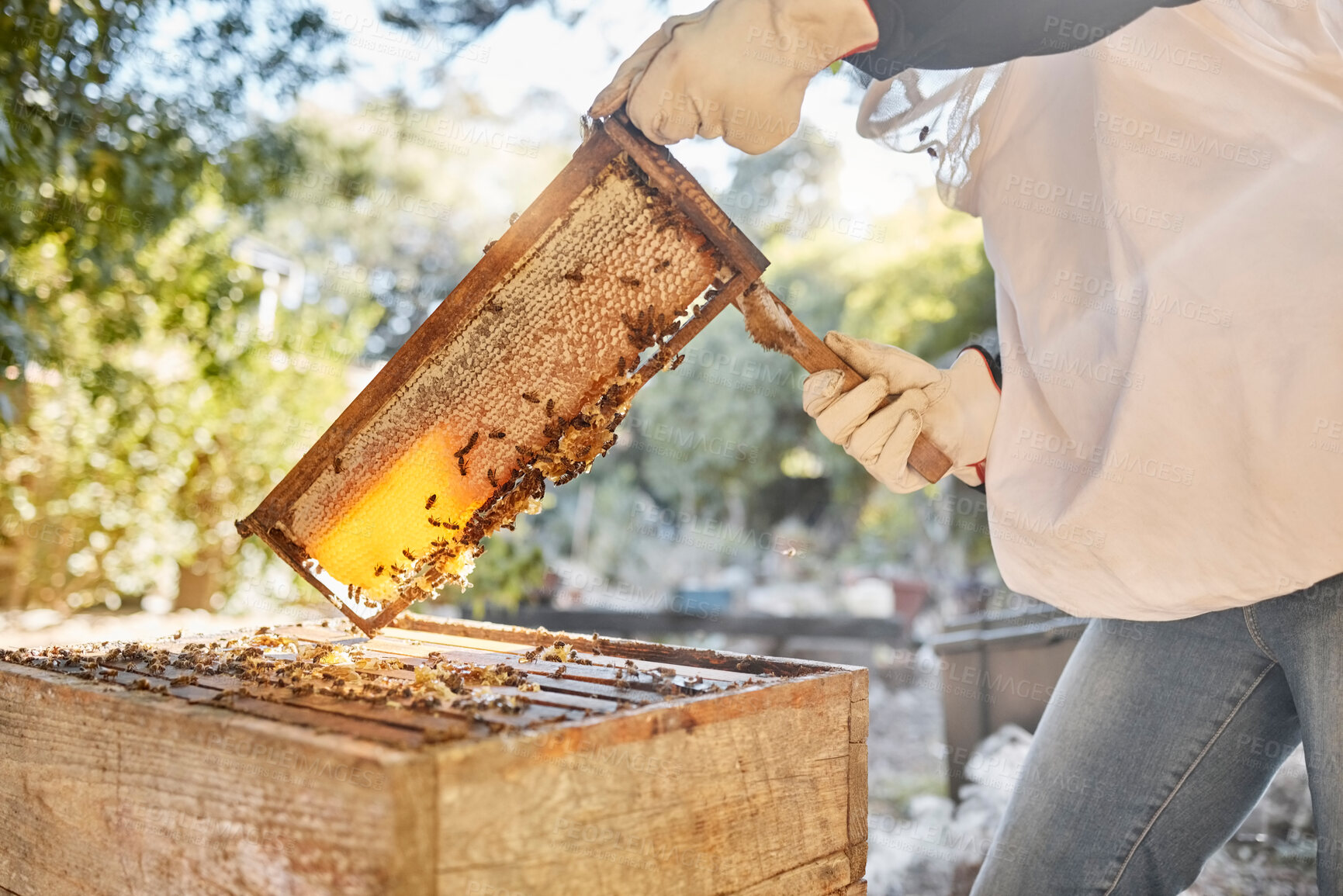 Buy stock photo Beekeeper, beehive with a person removing beeswax from a hive on an eco friendly farm. Extraction, bees wax and hands of farmer beekeeping on a honeybee environment with honeycomb in nature