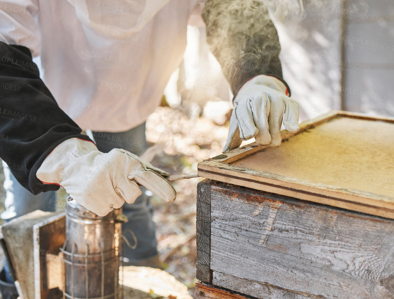 Buy stock photo Woman, hands or beekeeper checking box on honey farm, healthy food manufacturing or sustainability environment. Worker, farmer or insect agriculture for sweet ingredient, natural syrup or wax harvest