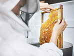 Honeycomb, beekeeper and bee farming inspection for organic food industry, product nutrition and bees agriculture maintenance. Honey, beekeeping farmer and small business for beeswax production 