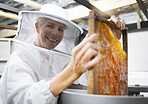 Portrait, farm and beekeeping with a senior woman farming working in a factory for honey production. Factory, agriculture and beekeeper with a mature female farmer working with a honeycomb frame