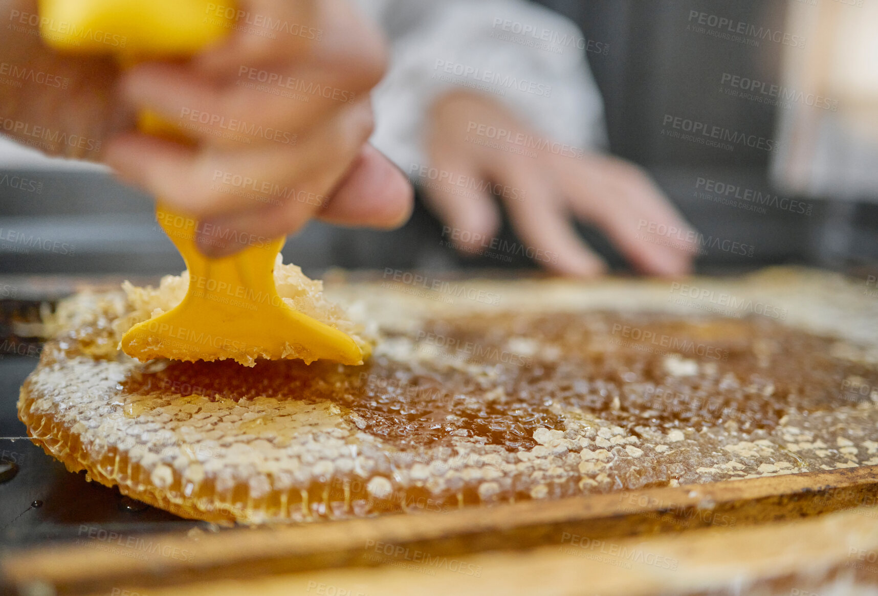 Buy stock photo Beekeeping, honeycomb and hands with tools for honey collection, extraction and production process. Nature, farming and beekeeper with equipment to harvest natural, organic and food produce from bees