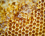 Honey, natural honeycomb and closeup with gold, healthy and organic product for wellness, sweet and sticky. Macro zoom, apiculture and production for bee agriculture, nutrition and harvesting process