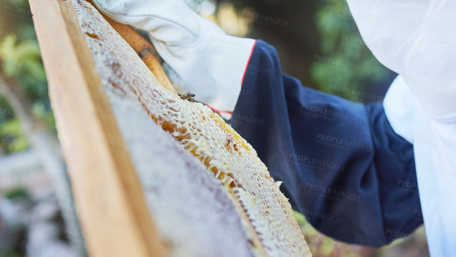 Buy stock photo Hands, beekeeper or checking wooden frame on honey farm, sustainability agriculture land or healthy food field. Zoom, texture or farmer and insect box for sweet syrup harvest or healthcare production