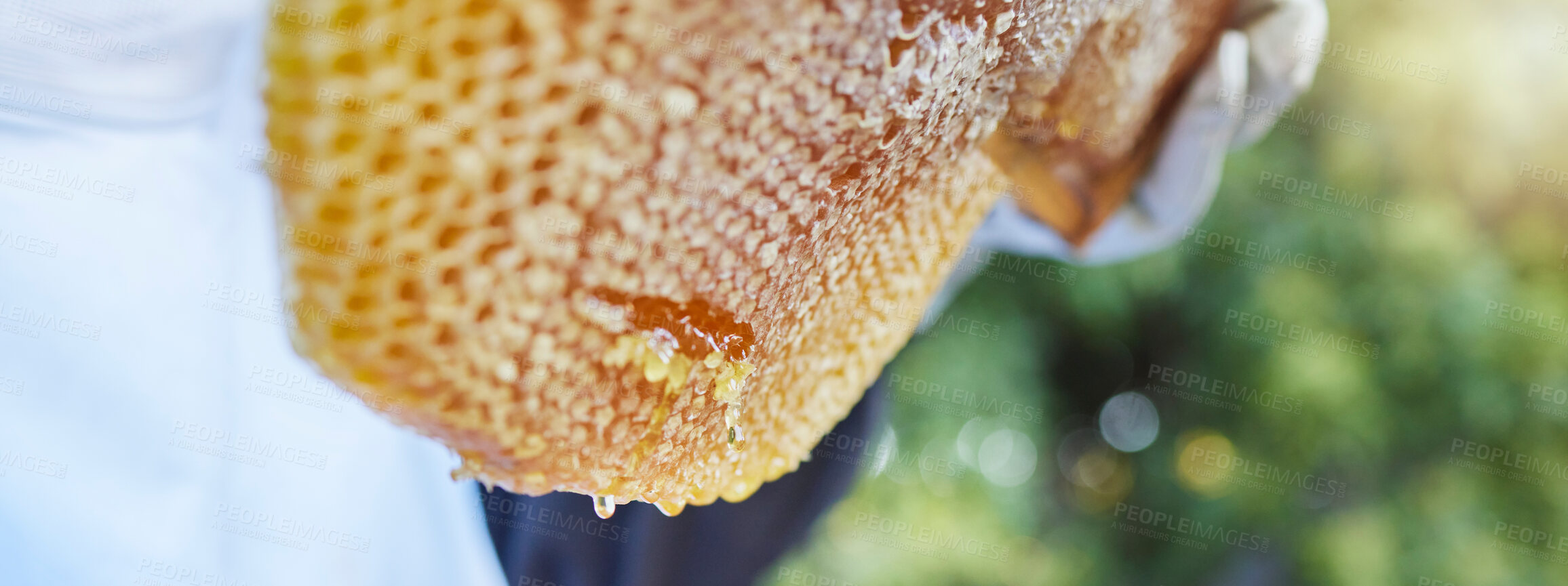 Buy stock photo Honeycomb, bee production and honey farm harvest in a eco friendly, sustainability and green garden. Agriculture, bees and small business farmer harvest with a beekeeper worker holding gold beeswax