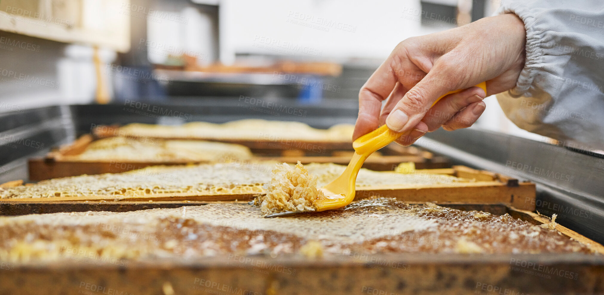 Buy stock photo Hands, honeycomb and harvest tools for beeswax, farming and eco friendly production. Beekeeper, worker and propolis process on frame for natural product, manufacturing and sustainability in ecology 