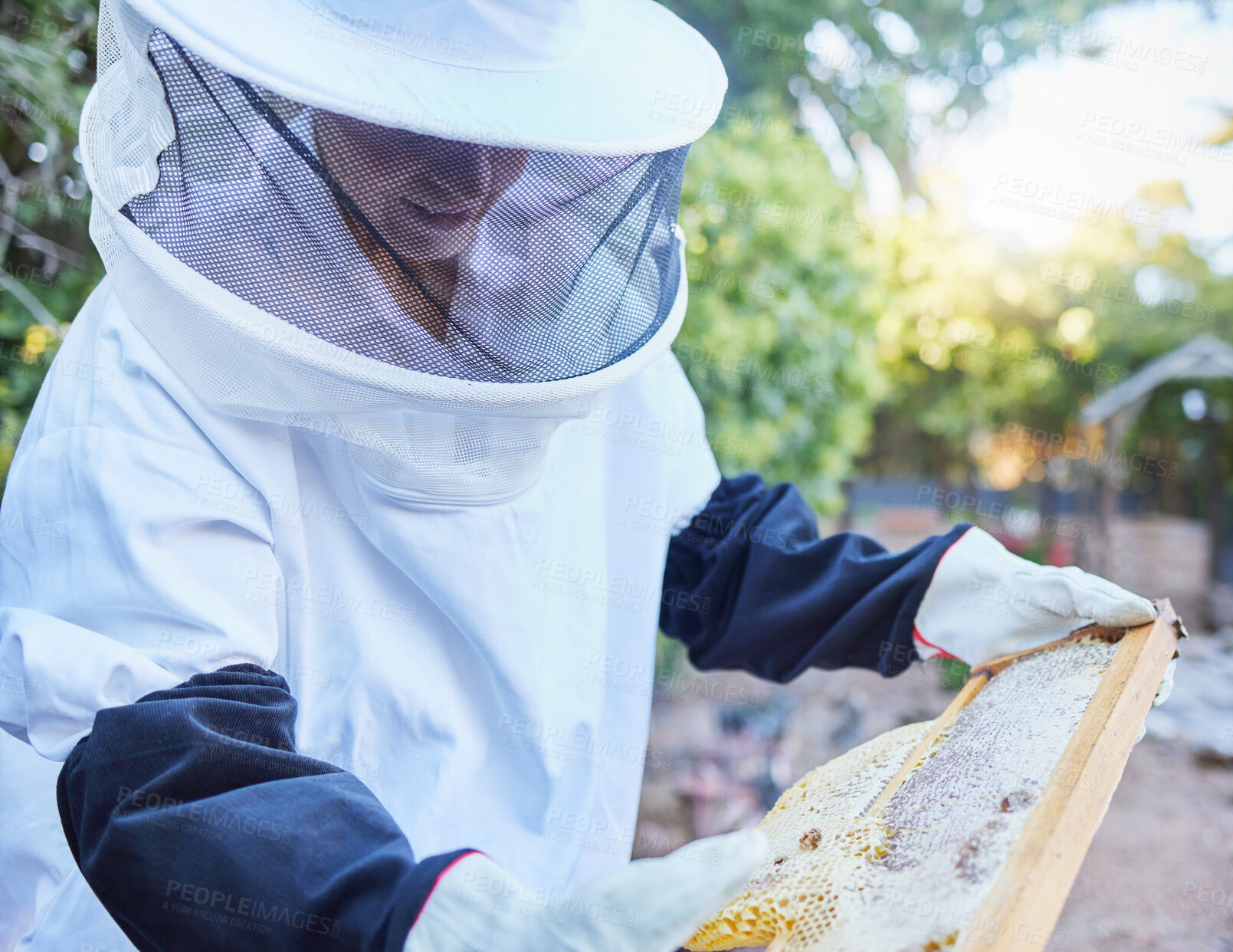 Buy stock photo Woman, beekeeper hat or wooden frame check in honey harvesting, sustainability agriculture or nature countryside farming. Worker, insects or bees farmer in sweet syrup, healthy food or wax production