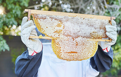 Buy stock photo Beekeeping, nature and hands with honey frame ready to harvest, extraction and collect natural product from bees. Sustainable farming, agriculture and beekeeper with organic honeycomb from beehive