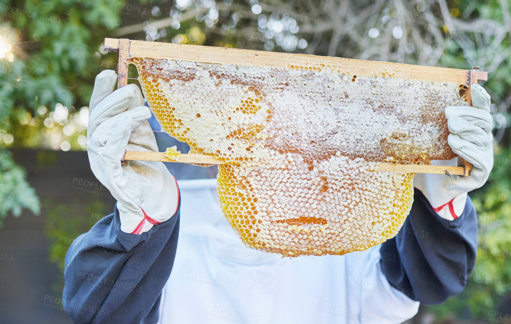 Buy stock photo Beekeeping, nature and hands with honey frame ready to harvest, extraction and collect natural product from bees. Sustainable farming, agriculture and beekeeper with organic honeycomb from beehive