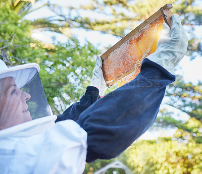 Buy stock photo Bee farm, honey frame and woman checking honeycomb outdoors. Beekeeping, startup and female small business owner, farmer or employee in safety suit holding up beehive for inspection of harvest time.