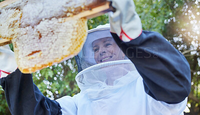 Buy stock photo Woman, beekeeper and honey frame at farm for harvest outdoors. Beekeeping industry, startup and female small business owner, worker or farmer happy with honeycomb growth, food production and bees.