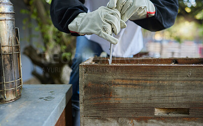 Buy stock photo Beekeeper, hive tool and opening box, crate and storage to remove frame for honeycomb production process. Bees, insects and farmer hands collect wood container for harvest, sustainability and ecology