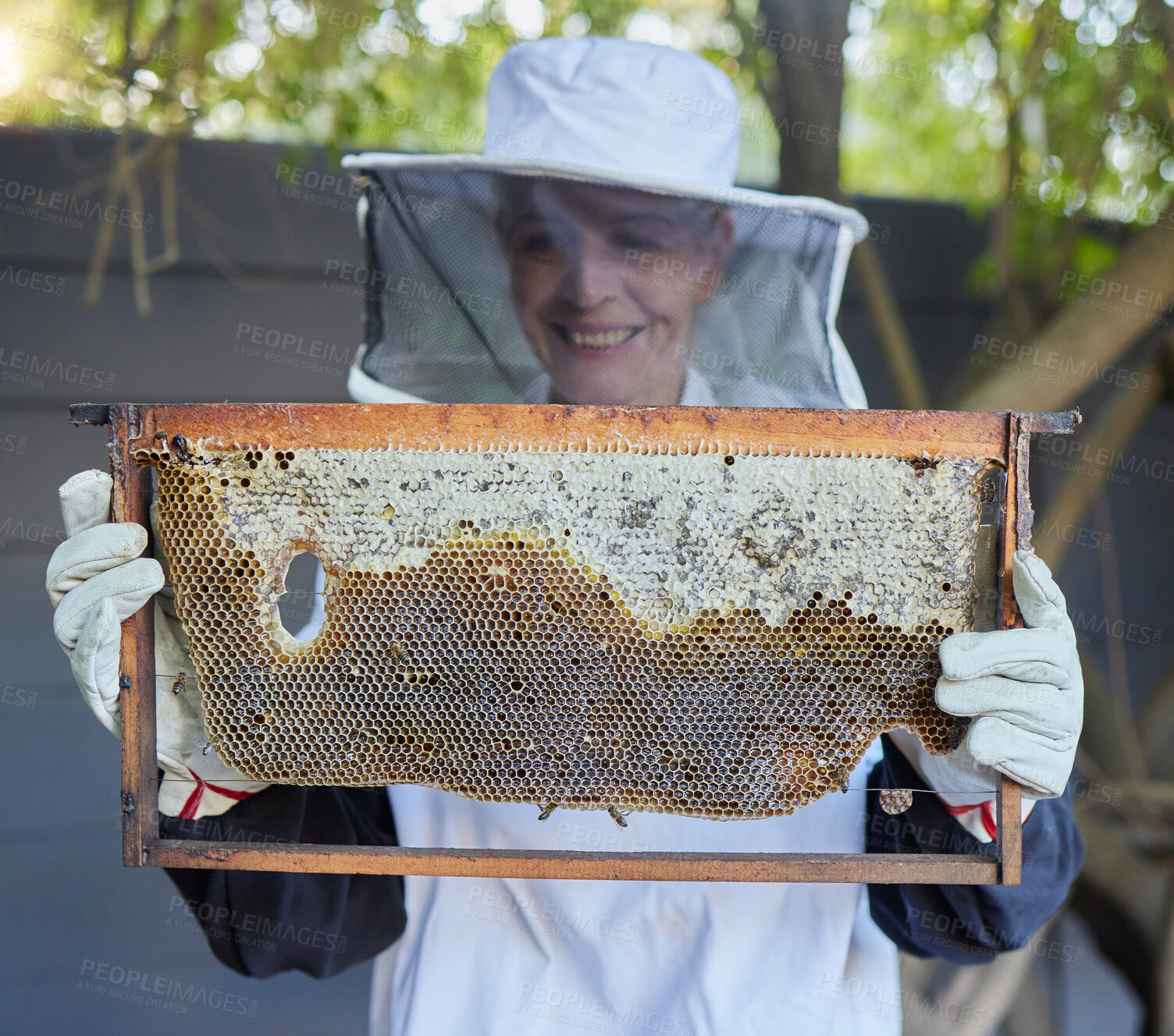 Buy stock photo Bees, senior woman and honey production of a agriculture worker happy about bee produce. Sustainability, eco friendly and farming growth of a elderly woman in the countryside or garden with happiness