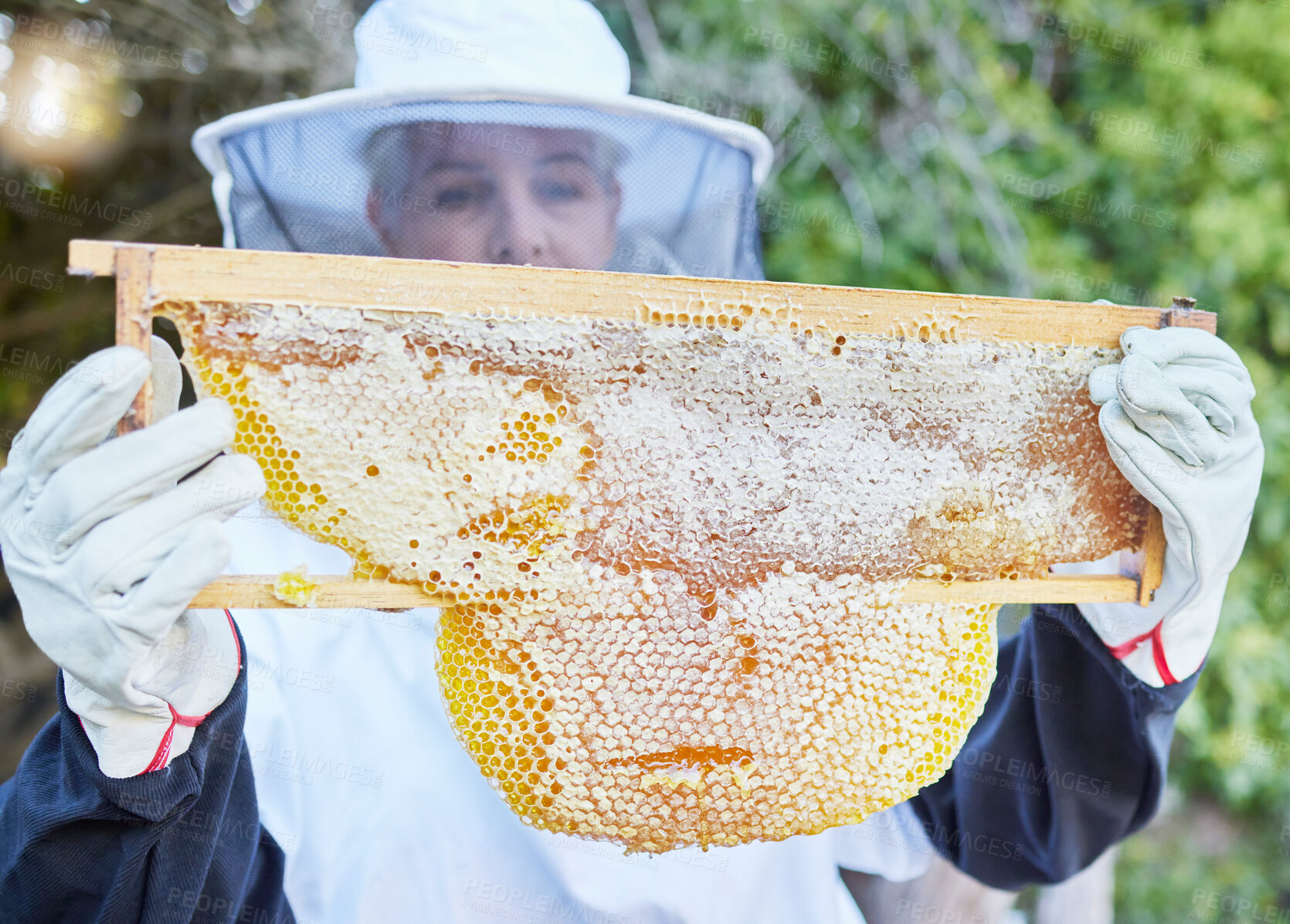 Buy stock photo Honey, woman and beekeeper working in the countryside for agriculture, honey farming and production. Sustainability, honeycomb and raw product in frame with worker harvesting, process and extract