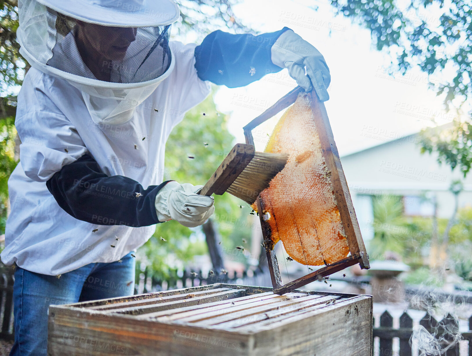 Buy stock photo Bees, honey and brush for agriculture, sustainability and bee farmer production with a frame. Working farm employee brushing and doing farming inspection for small business with golden honeycomb