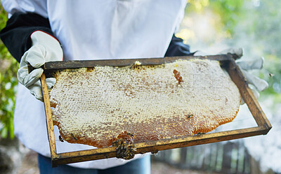 Buy stock photo Honeycomb, frame and hands of beekeeper at farm ready for beeswax, propolis and honey harvest. Beekeeping, bees and person, worker and employee in safety gear holding beehive product for inspection.