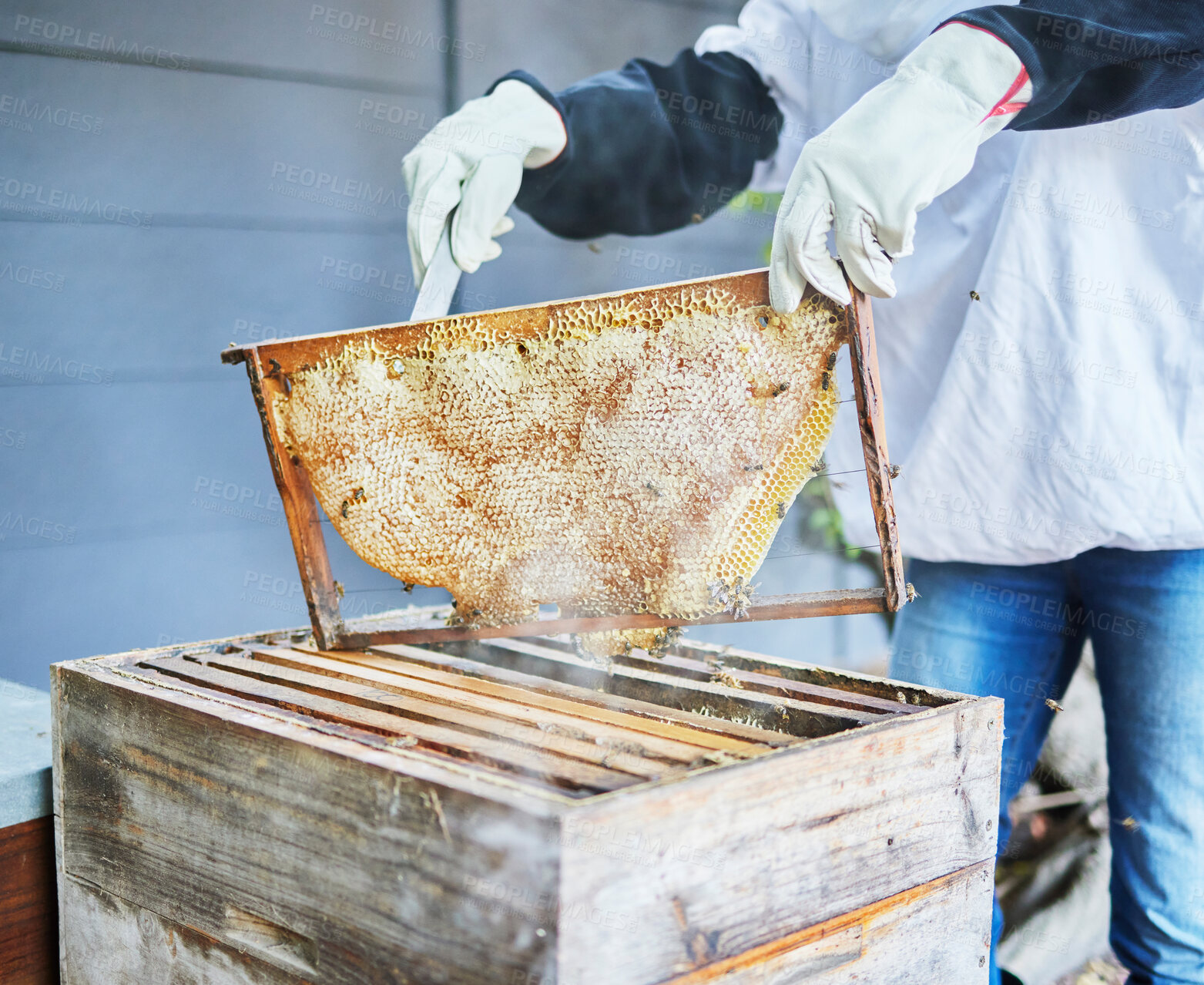 Buy stock photo Hands, frame and beekeeping with a farm woman at work on a honey product while organic farming. Countryside, agriculture and sustainability with a female working as a beekeeper or natural farmer