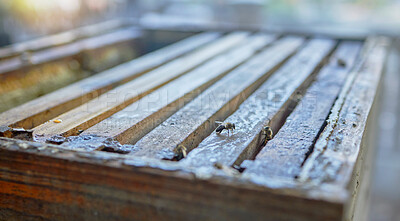 Buy stock photo Bees, beekeeping and farm with wood box for honey production, natural and organic product outdoor. Bee zoom, farming and sustainability with environment, food and nutrition with honeycomb and beeswax