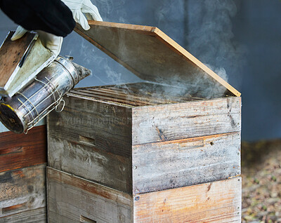 Buy stock photo Smoker, box and hands of beekeeper at farm to relax and calm bees. Beekeeping, sustainability and agriculture with person, worker or employee with equipment for smoking bugs for organic honey harvest