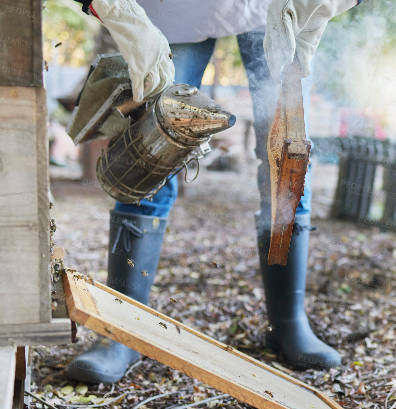 Buy stock photo Hands, beekeeping and smoker at bee farm for smoking bees. Safety, beekeeper and worker, employee or person in suit with equipment tool to relax and calm beehive on frame for farming or honey harvest