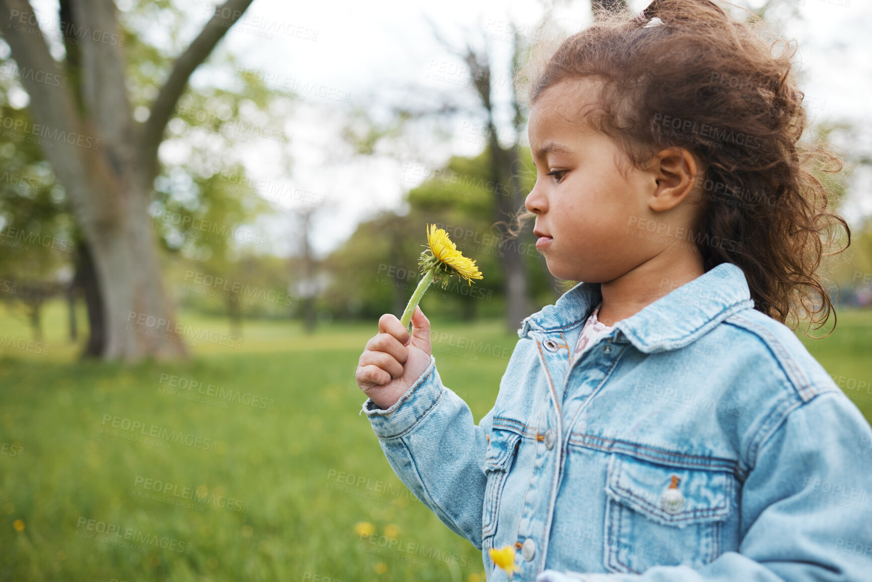 Buy stock photo Park, adventure and carefree child with a flower for summer, holiday and learning about plants in Australia. Nature, spring and girl kid with a sunflower on a field or garden, playing and exploring