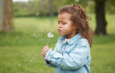 Buy stock photo Playing, blowing plant and child in nature, environment exploration and wish on ecology in Australia. Carefree, sustainability and girl kid with a dandelion in a park, garden or backyard for fun