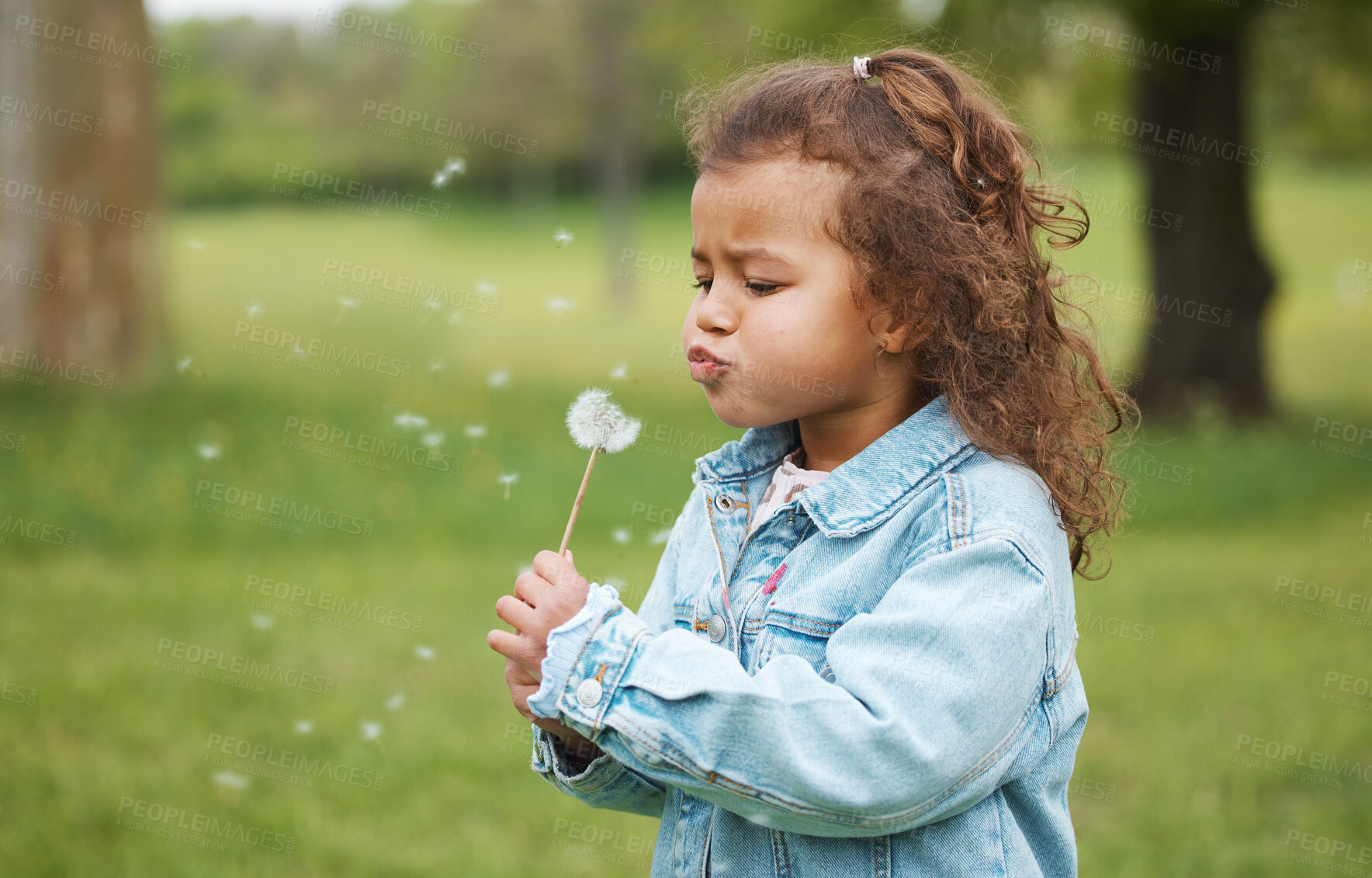 Buy stock photo Playing, blowing plant and child in nature, environment exploration and wish on ecology in Australia. Carefree, sustainability and girl kid with a dandelion in a park, garden or backyard for fun