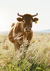 Agriculture, farm and portrait of a cow in countryside for farming, dairy and milk production, calm and content. Sustainable farming, cattle and animal in field for sustainability and meat industry