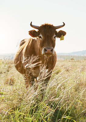 Buy stock photo Agriculture, farm and portrait of a cow in countryside for farming, dairy and milk production, calm and content. Sustainable farming, cattle and animal in field for sustainability and meat industry