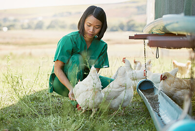 Buy stock photo Farming, animal care and Asian woman with chicken for medical checkup, inspection and health exam. Countryside farm, veterinary care and female vet feeding chickens with organic nutrition on field
